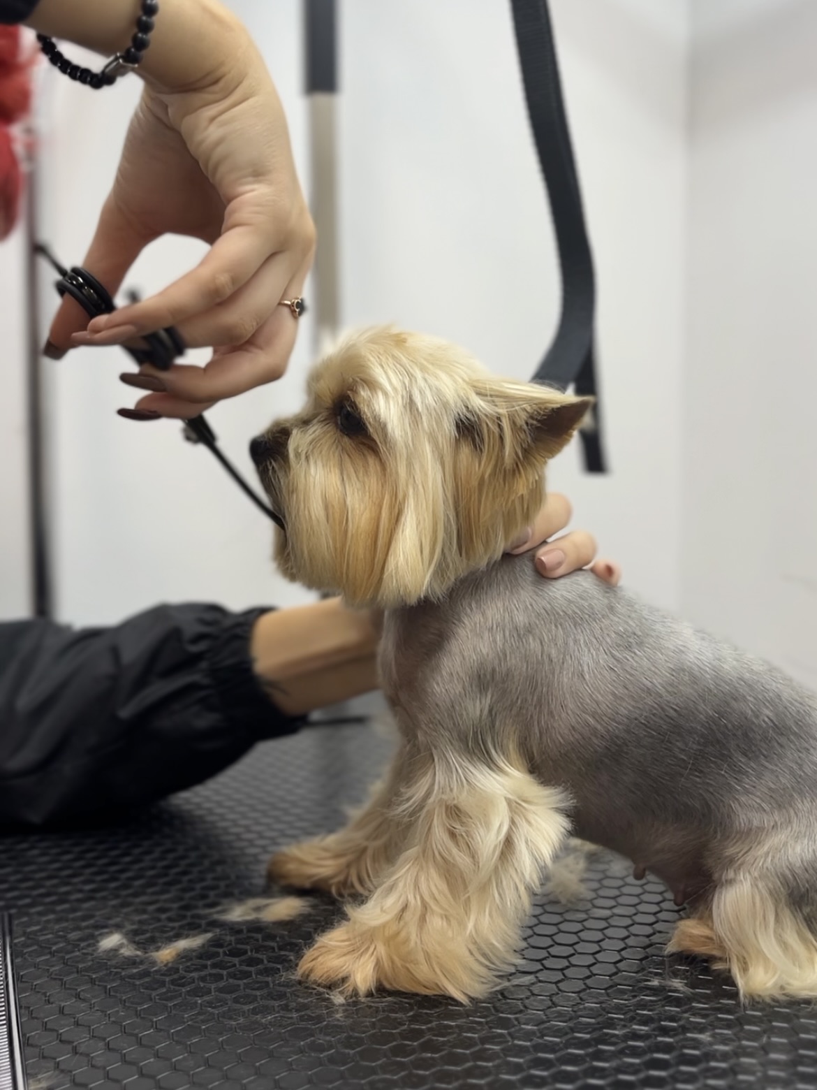 pet-photo