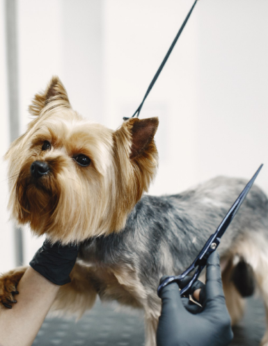 pet-photo